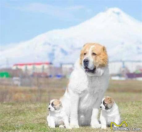 冰岛原住民饲养的猛犬，维京人的专用猎犬，已有千年历史