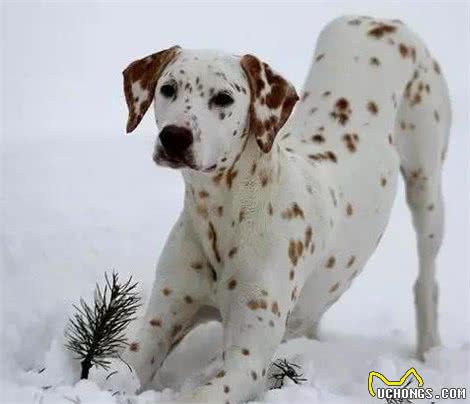 鼎鼎有名的斑点狗！犬种小科普之被上帝洒了一身墨点的大麦町犬！