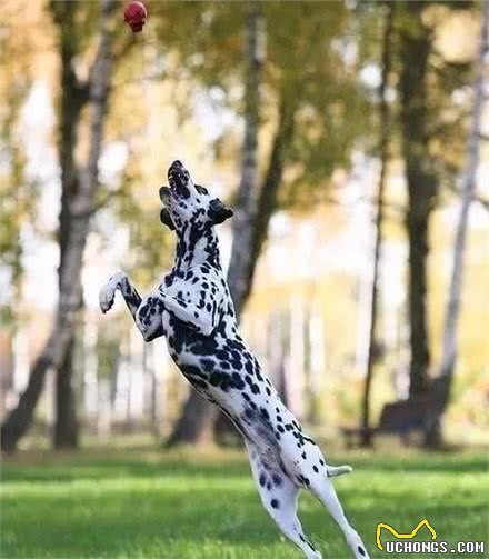 鼎鼎有名的斑点狗！犬种小科普之被上帝洒了一身墨点的大麦町犬！