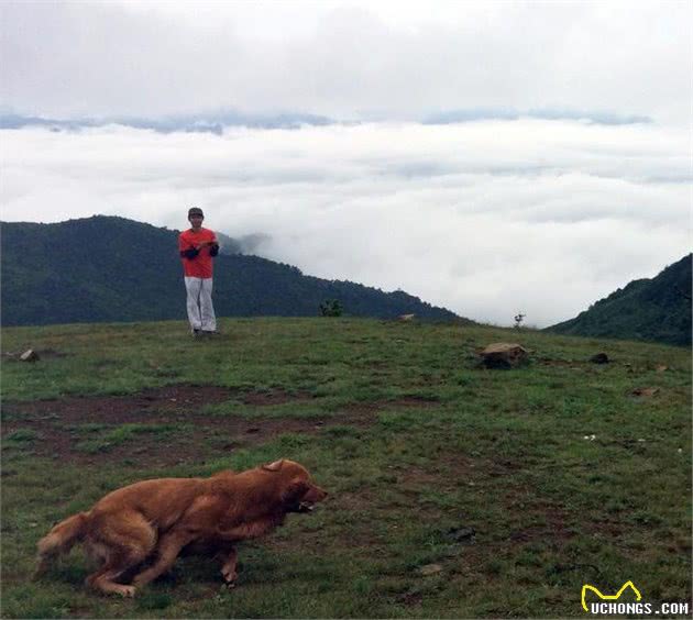 记住这3点，带着狗狗旅行也惬意不然后悔来不及！