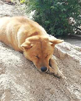 生活中常见的十种宠物犬，你认识多少？小白科普贴