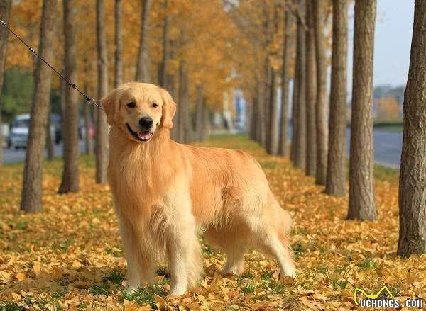 哪些狗狗适合做陪同犬？