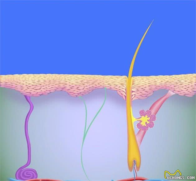 你家的狗狗皮毛“下雪花”嘛？狗狗有皮屑就是皮肤病？该怎么解决