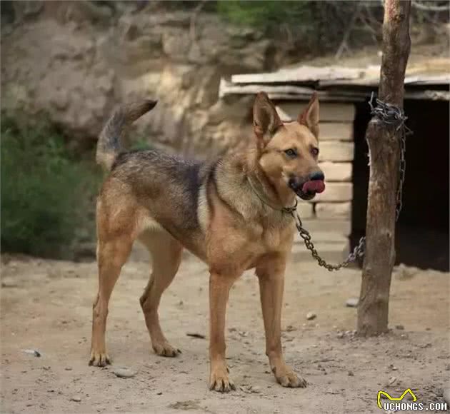 瞧不起土狗，却不知道它的血统才是最优秀的-中华田园犬