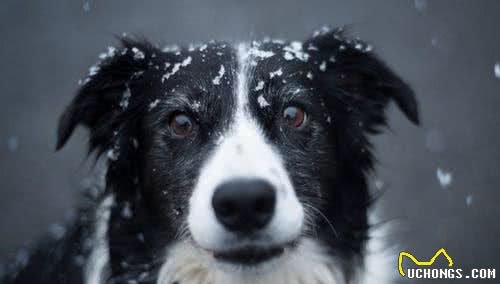 辟谣！夏天要把犬毛剃光才凉爽？可能会伤害到汪星人皮肤和健康