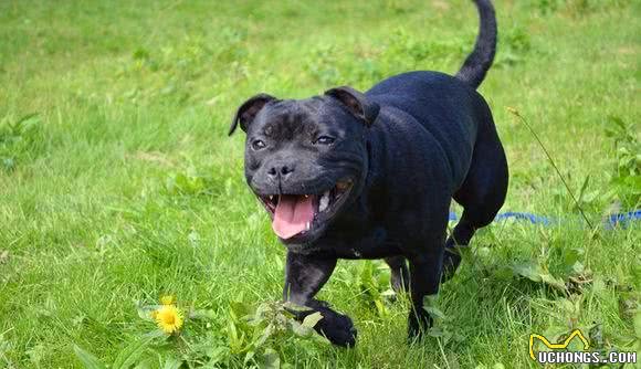 8大最凶猛也最忠诚的猛犬，藏獒居然没有上榜！第一位果真是它！