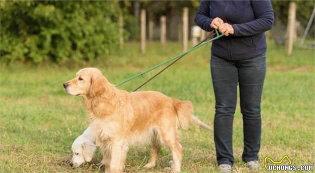 从幼年到老年，金毛犬的五个成长阶段，你都了解吗？