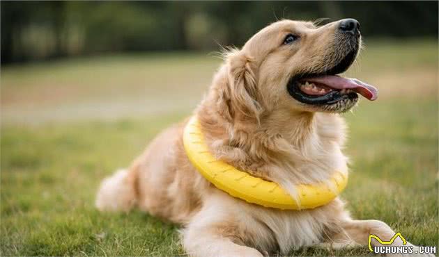 从幼年到老年，金毛犬的五个成长阶段，你都了解吗？