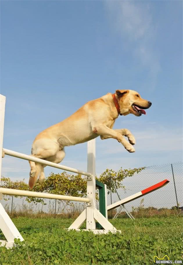 拉布拉多犬这些优点，拥有它何其侥幸啊！