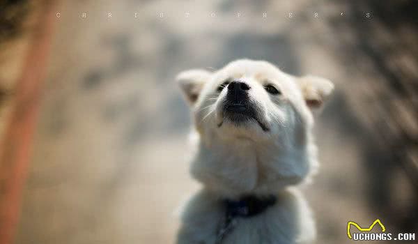 介绍训练狗狗排便的方法