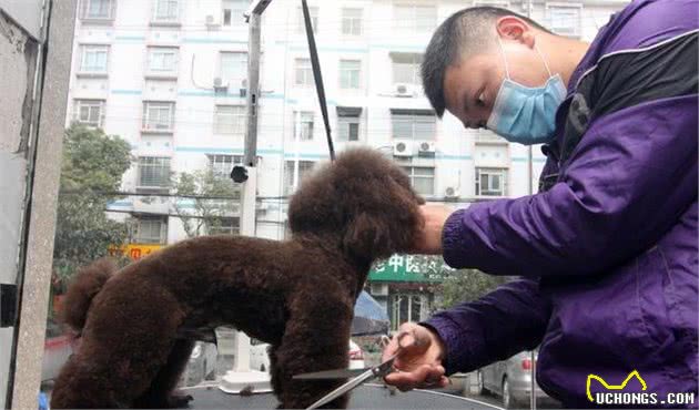 美观又不热！一款清凉的贵宾犬夏季造型，来自宠物美容师的推荐！