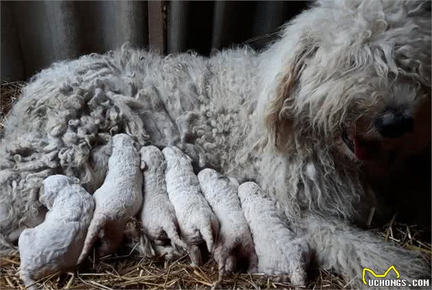 最容易认的狗，当属拖把狗可蒙犬，但难养洗澡都要花8个小时