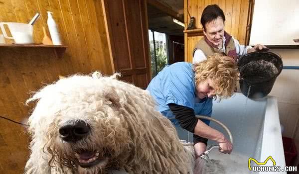 最容易认的狗，当属拖把狗可蒙犬，但难养洗澡都要花8个小时