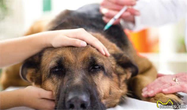 老年犬都可能面临的问题—小便失禁