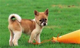 狗狗吃什么好能够给犬喂食天然饭菜