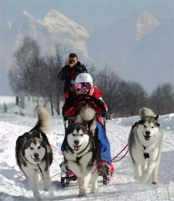 阿拉斯加犬种介绍