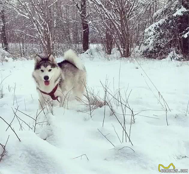 阿拉斯加犬种介绍