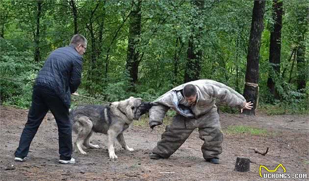 澳洲为治理宠物狗伤人祭重拳：狗追逐他人不管受伤可罚款上万