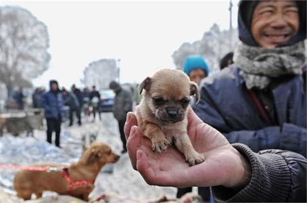 法国斗牛犬多少钱一只？影响其价格的因素有这7个