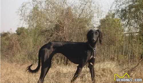 康熙大帝御犬—河北细犬