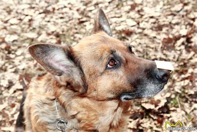 饲养一只老年犬就只有麻烦？其实它们给主人带来的，还有许多改变