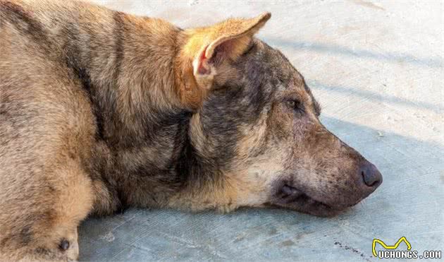 饲养一只老年犬就只有麻烦？其实它们给主人带来的，还有许多改变