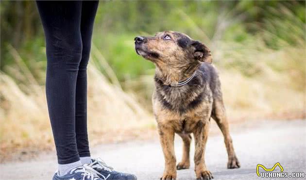 饲养一只老年犬就只有麻烦？其实它们给主人带来的，还有许多改变