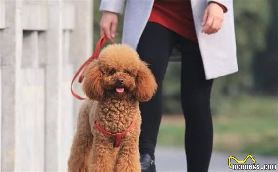 比熊犬和贵宾犬的8大区别，别再傻傻分不清了