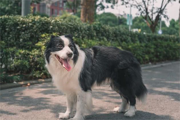 挑选伴侣犬小知识