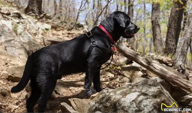 拉布拉多犬和金毛，哪一种狗狗容易养？为啥那么多人选拉布拉多犬！