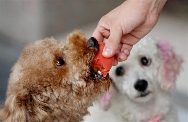 怎样察看测试的狗狗，了解犬性格特点