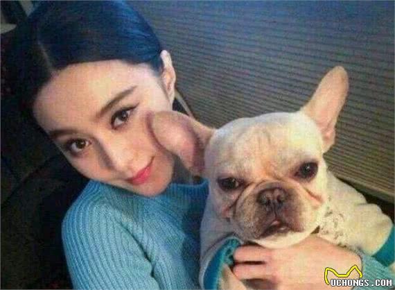 为什么法国斗牛犬这么贵？离不开这6个原因