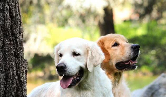 在饲养“金毛犬”的过程当中，要是你不做这些事，那它就要遭殃了