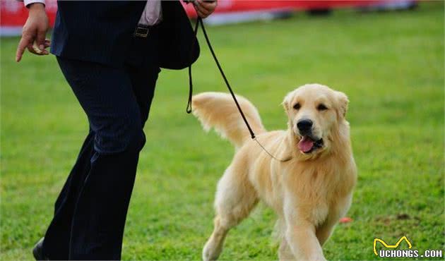 在饲养“金毛犬”的过程当中，要是你不做这些事，那它就要遭殃了