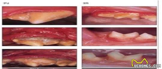 犬常见的牙龈及口腔问题