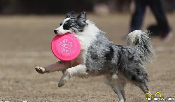 带宠物犬运动的主人，都选择这样做！狗狗要怎么运动，你知道吗？