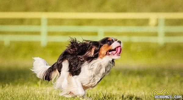 带宠物犬运动的主人，都选择这样做！狗狗要怎么运动，你知道吗？