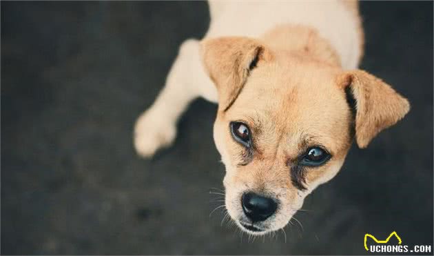 出现这些症状，说明狗狗有“狂犬病”！主人要当心了