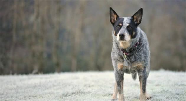 一头牛犬：来自澳洲牧牛犬，简称澳牛！健壮、多用途的工作犬