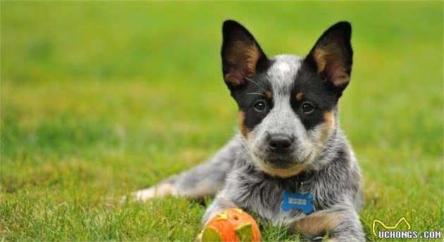 一头牛犬：来自澳洲牧牛犬，简称澳牛！健壮、多用途的工作犬