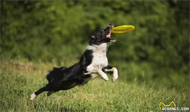 饲养智商排名第一的边境牧羊犬需要注意什么？宠物医生告诉你答案