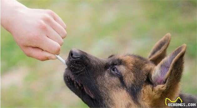 德牧犬的优点很多，不养一只你怎么会知道它的好