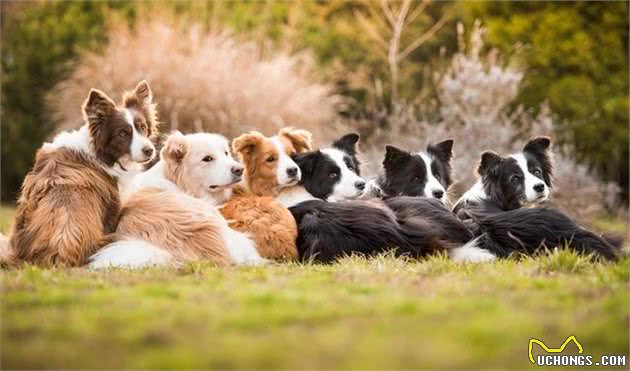 作为很聪明的狗狗，牧羊犬其实也难养，养这类狗注意这3点