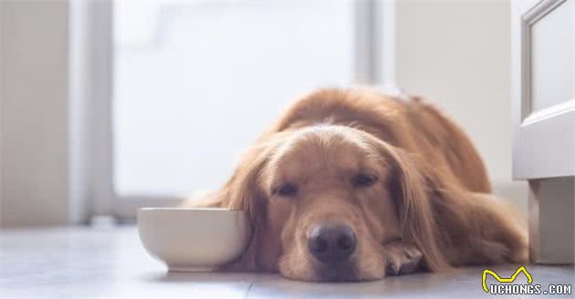 到底该不应给狗吃零食呢？