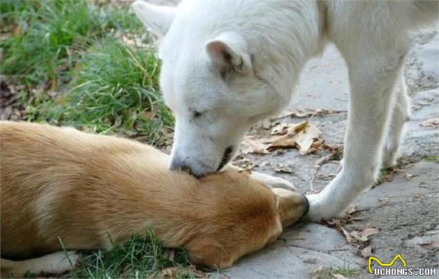 辟谣：犬受伤了让它自己就能够了？狗狗口腔的细菌，可比伤口还多