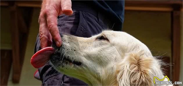 辟谣：犬受伤了让它自己就能够了？狗狗口腔的细菌，可比伤口还多