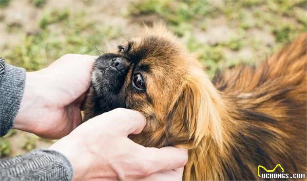 慈禧太后最爱的犬种—京巴犬