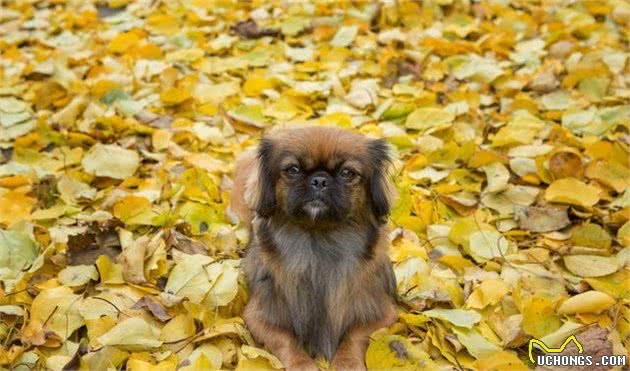 慈禧太后最爱的犬种—京巴犬