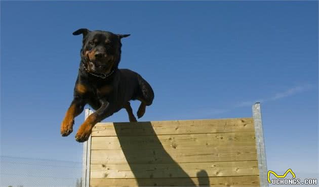 又萌又刚的罗威纳犬，家庭饲养重点注意什么？大约需要多少费用？