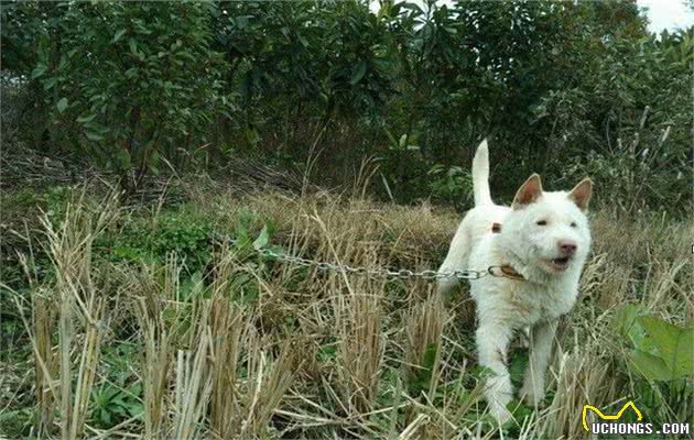 我国唯一的世界级猎犬品种，网友：来一碗下司犬！